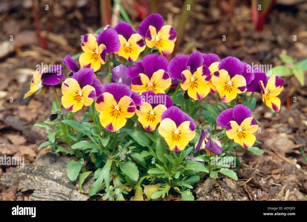 Heart's Ease, heartsease, wild pansy, trois couleurs violette (Viola tricolor), la floraison, l'Allemagne. Banque D'Images