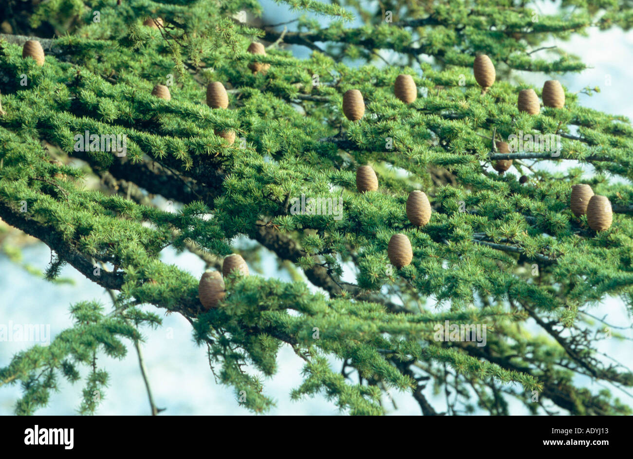 Cèdre du Liban (Cedrus libani), branche avec les cônes. Banque D'Images