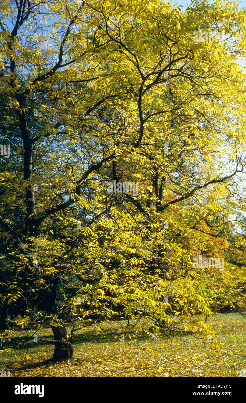 Noyer (Juglans regia), arbre en automne. Banque D'Images