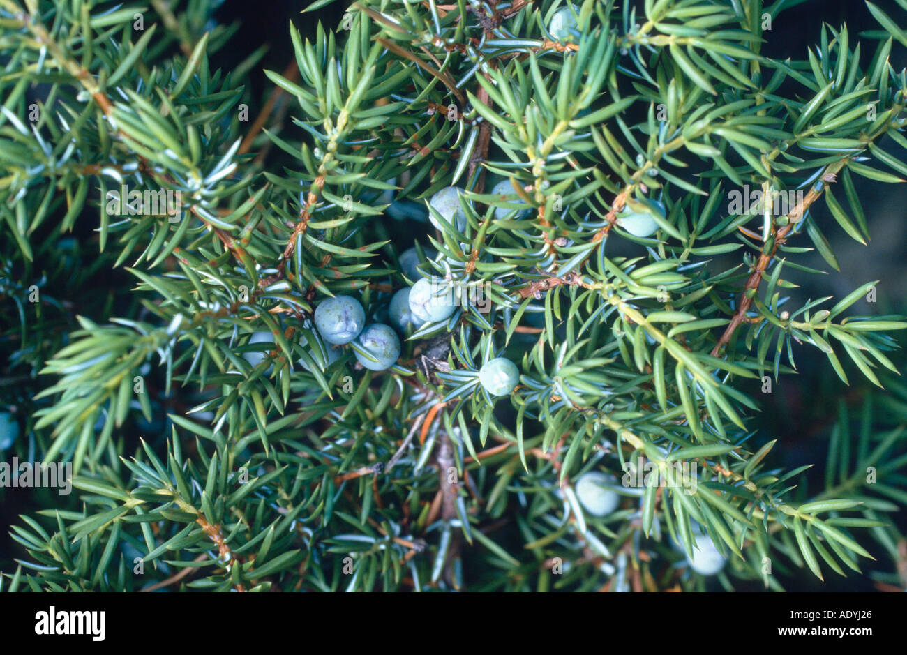Genévrier commun, Juniperus communis (Genévrier), des rameaux avec des fruits. Banque D'Images