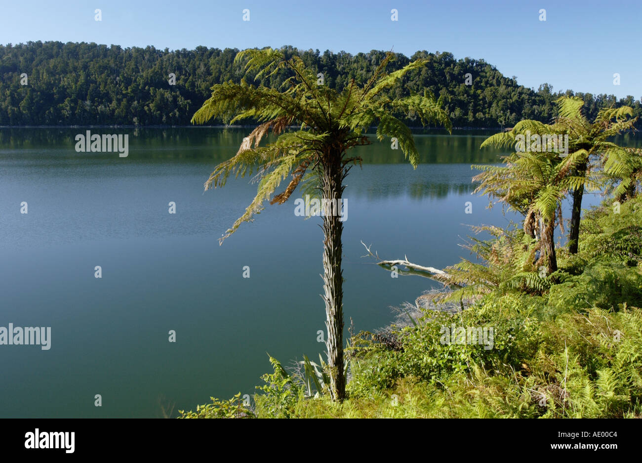 Nouvelle-zélande - arbre fougère Dicksonia squarrosa ou Wheki Banque D'Images