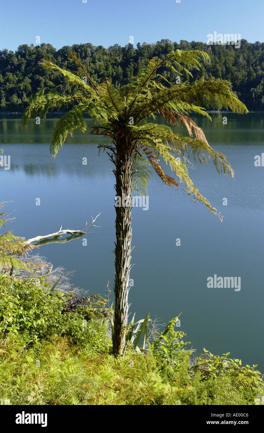 Nouvelle-zélande - arbre fougère Dicksonia squarrosa ou Wheki Banque D'Images
