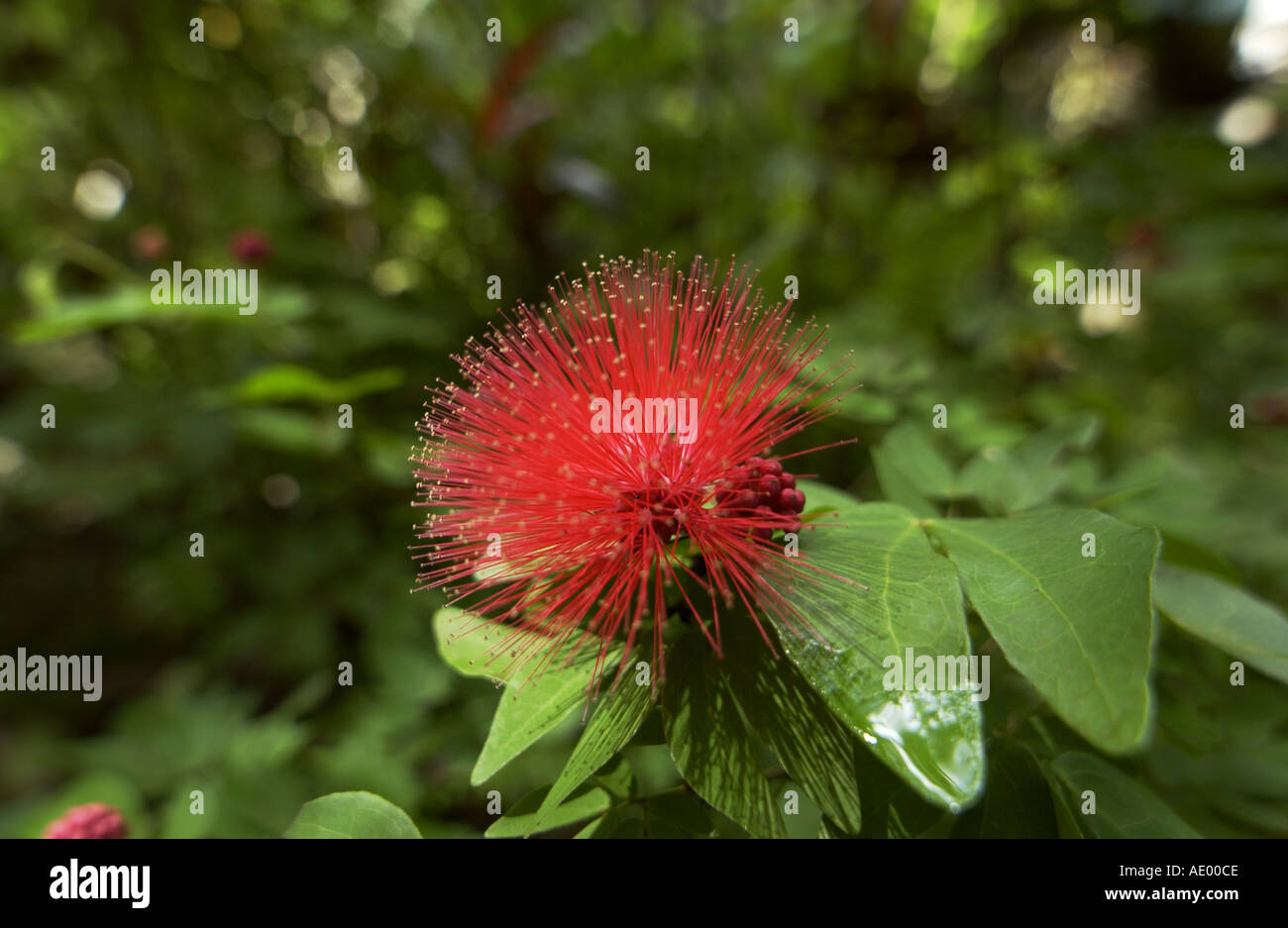 - Syzgium Lilly Pilly fleur - Australie Banque D'Images