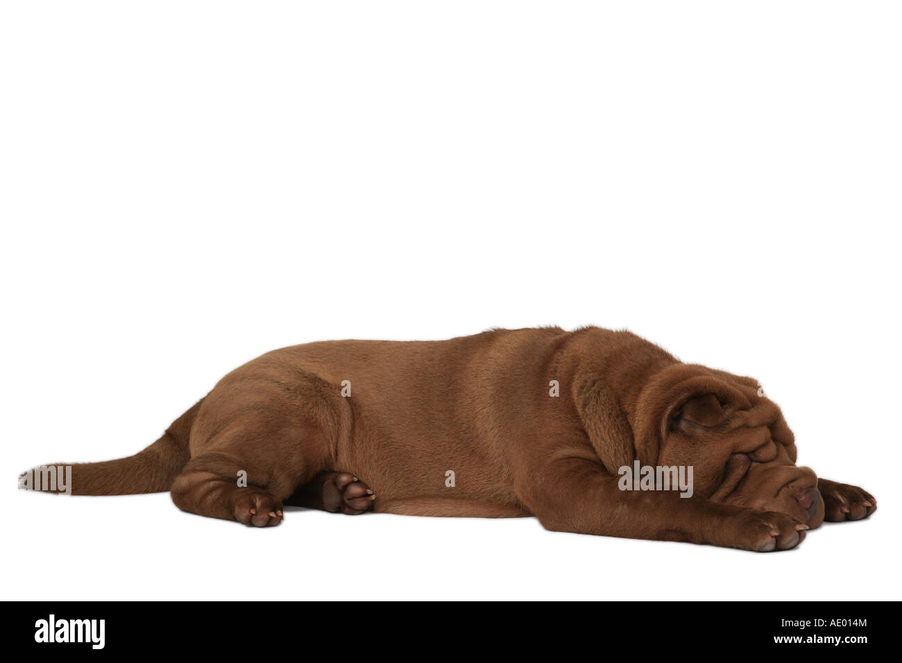 Shar Pei, Chinois Shar-Pei (Canis lupus f. familiaris), dormir Banque D'Images