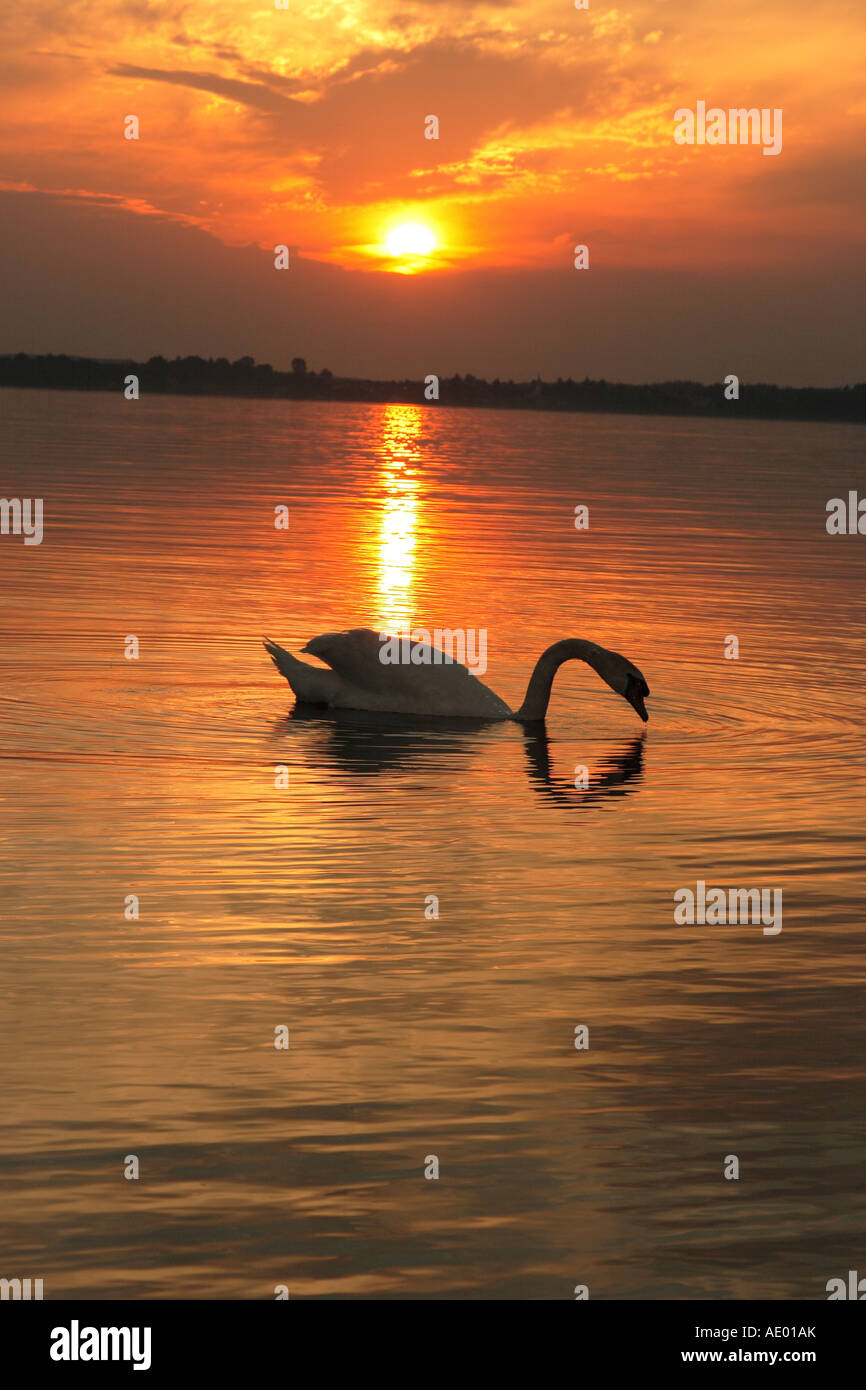 Mute swan (Cygnus olor), devant le coucher du soleil sur le lac af, Allemagne, Bavière, Chiemsee Banque D'Images