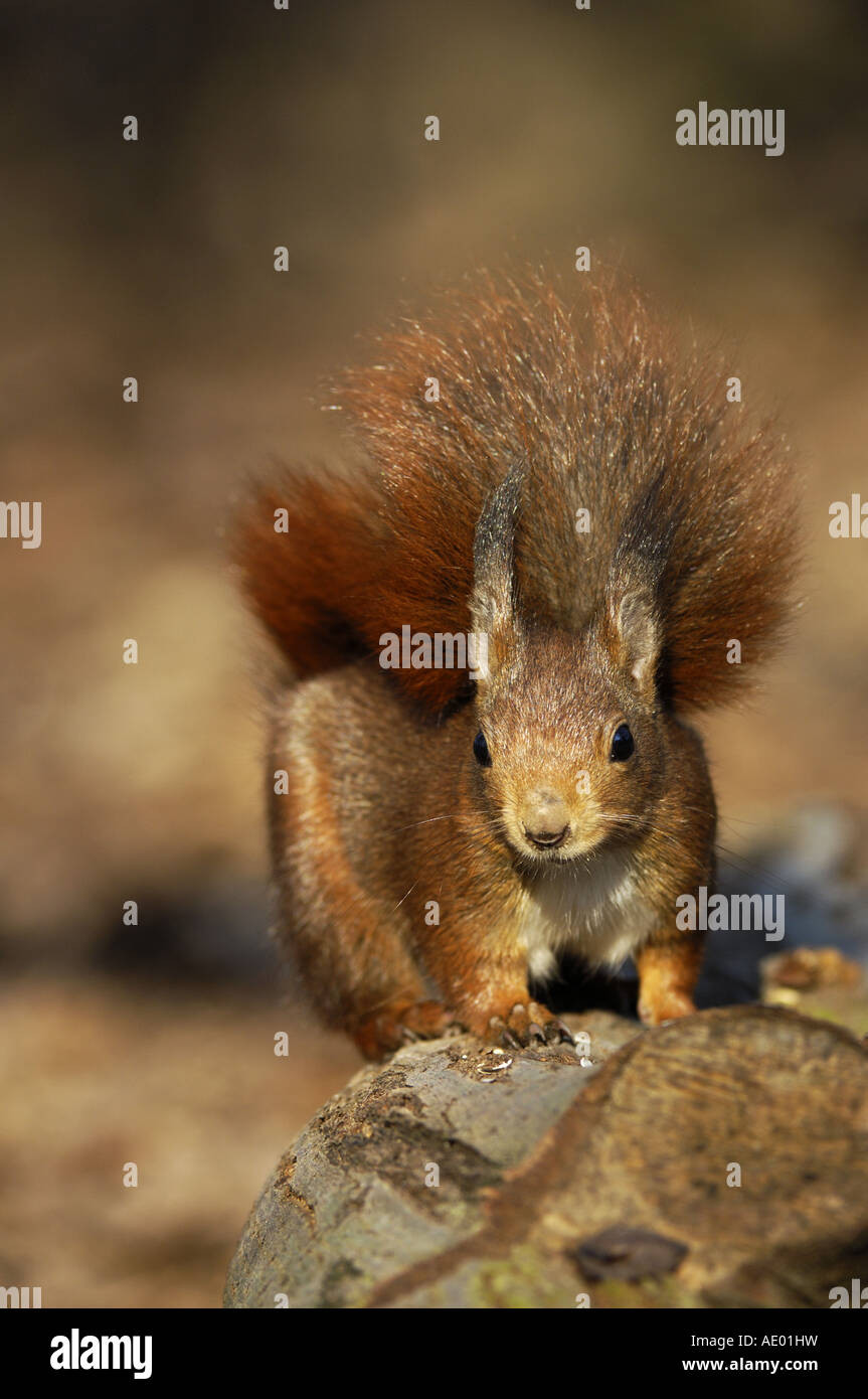 L'écureuil roux européen eurasien, l'écureuil roux (Sciurus vulgaris), assis, Allemagne, Rhénanie du Nord-Westphalie Banque D'Images