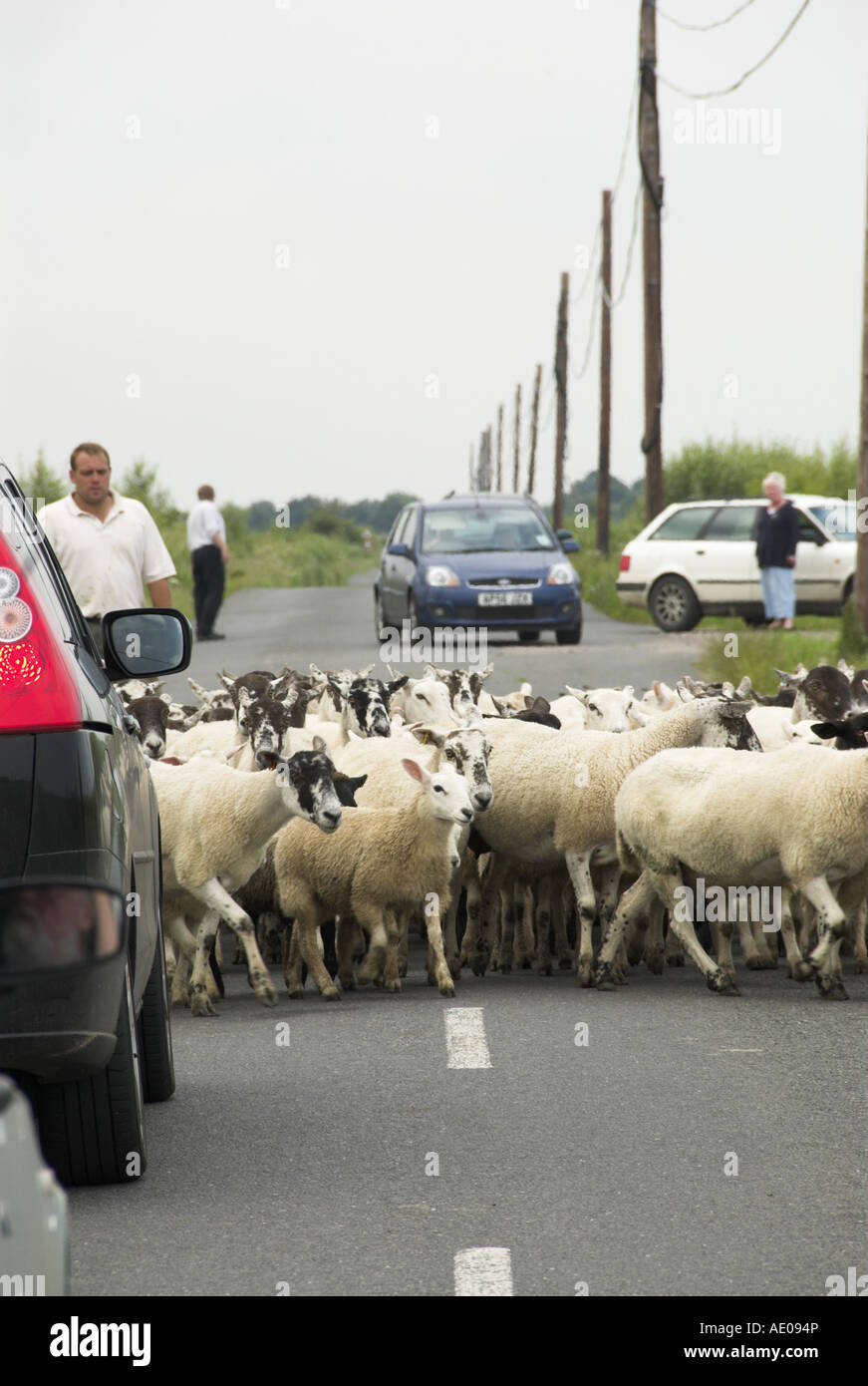 Moutons sur route étant déplacé à nouveau parcours, Norfolk, Royaume-Uni, Août Banque D'Images