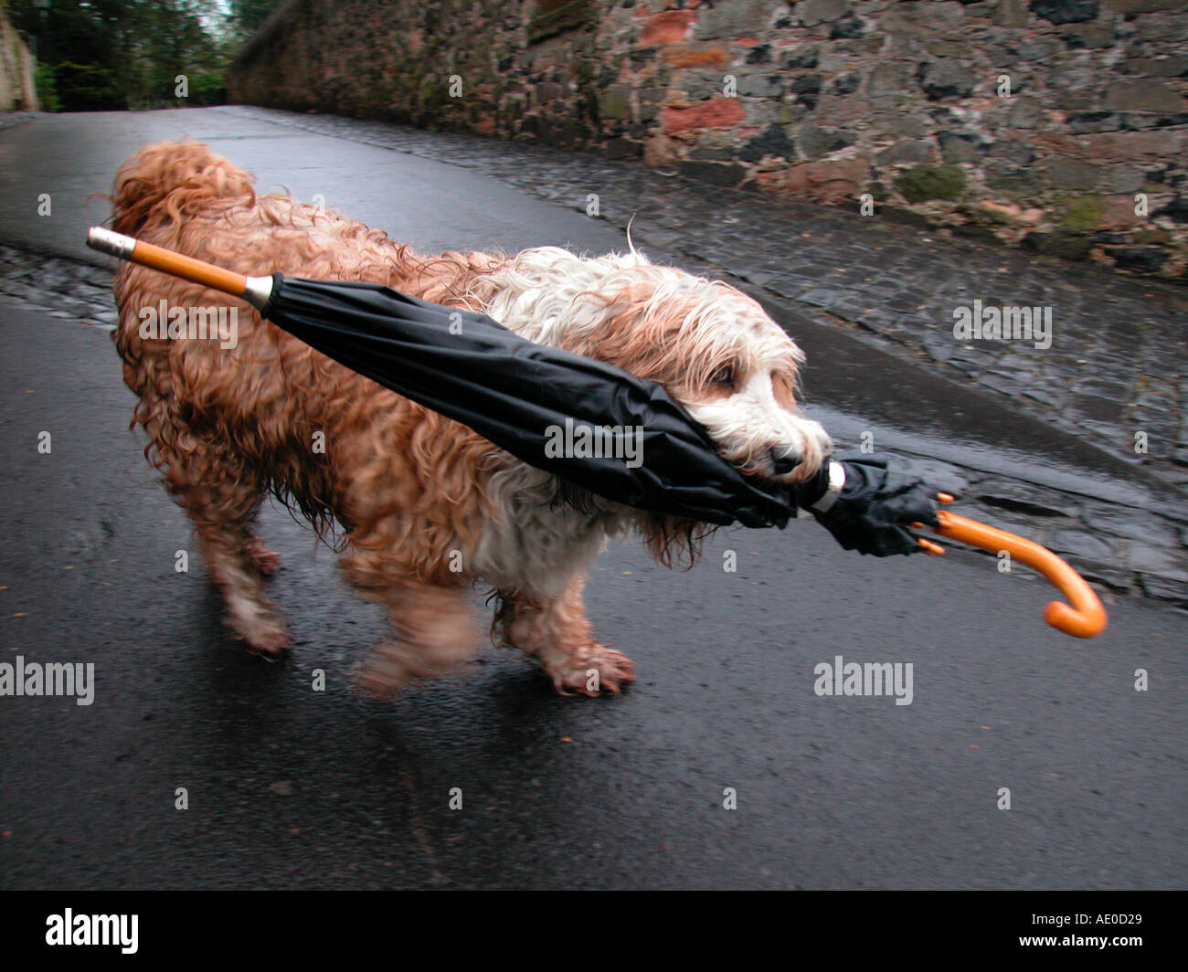 Pleut des hallebardes petit chien portant un parapluie Banque D'Images