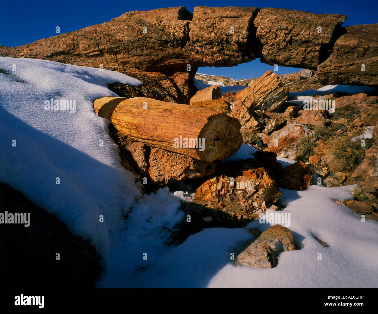 Journaux de Petrified Forest National Park pétrifiée Arizona USA, par Willard Clay/Dembinsky Assoc Photo Banque D'Images