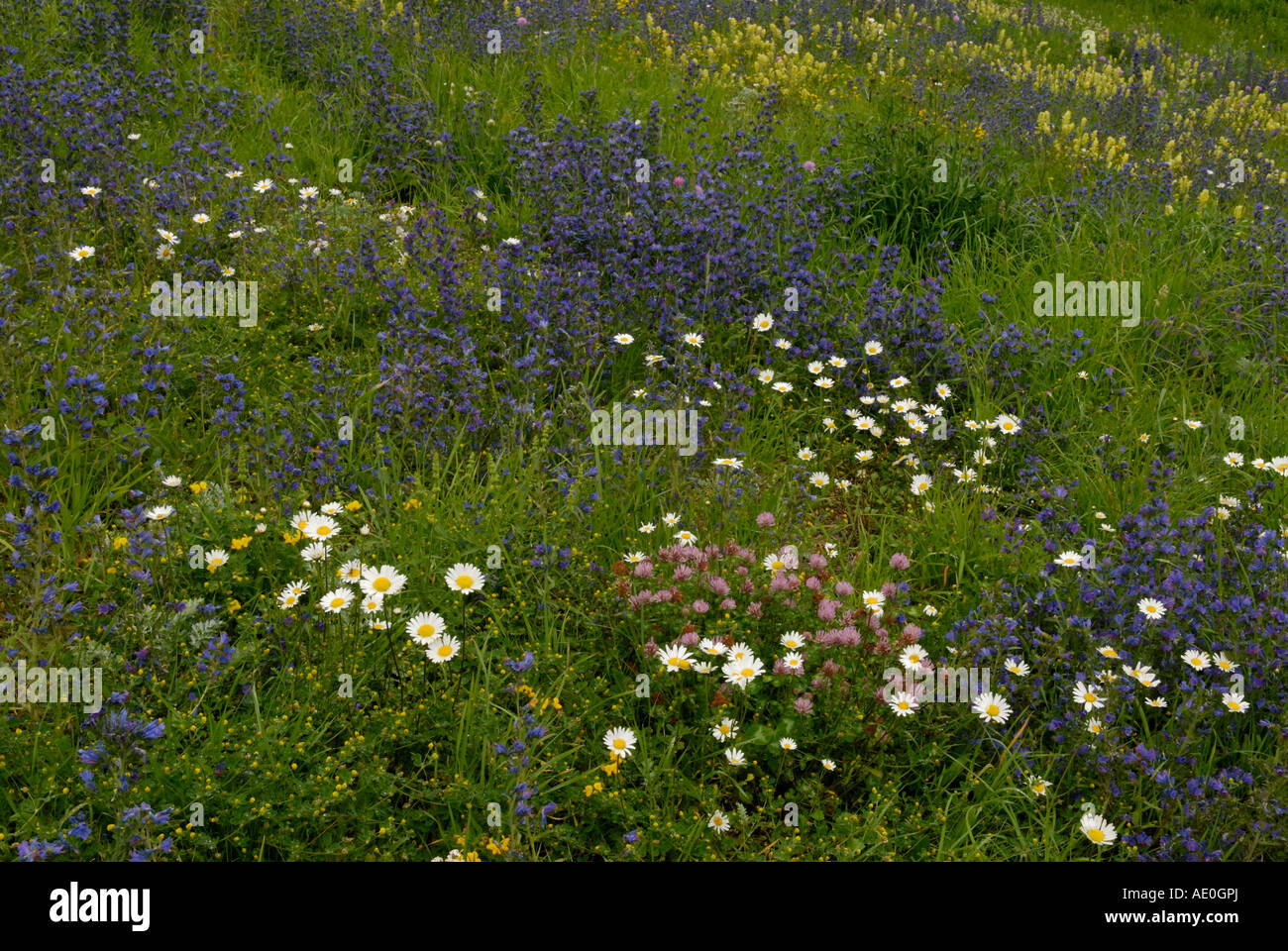 Fleurs sauvages dans une prairie alpine Gran Paradiso National Park la vallée d'Aoste Alpes Italiennes Banque D'Images