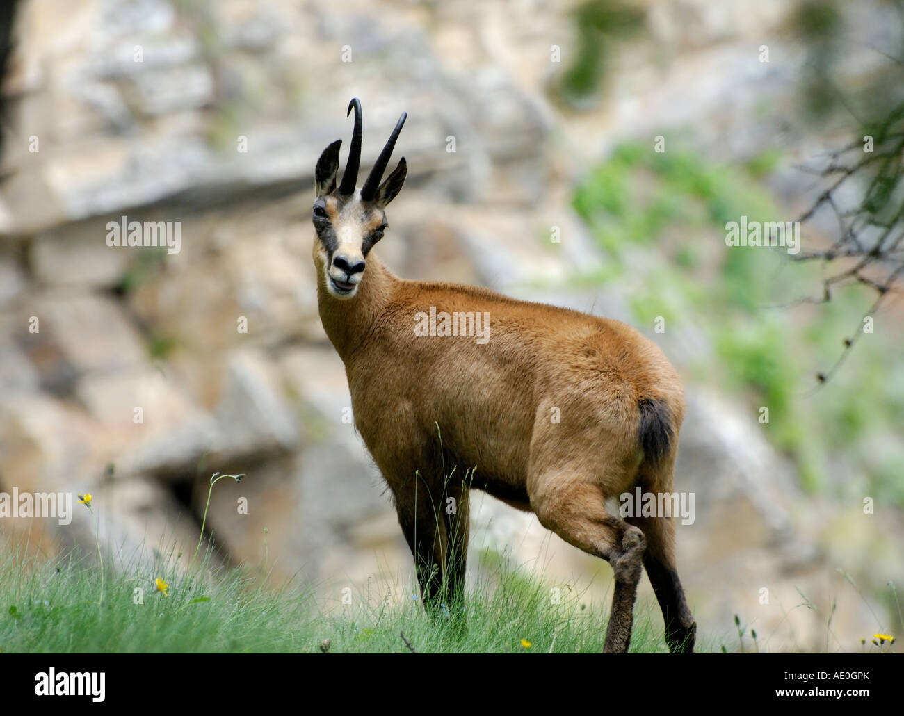 Chamois, Rupicapra rupicapra Banque D'Images
