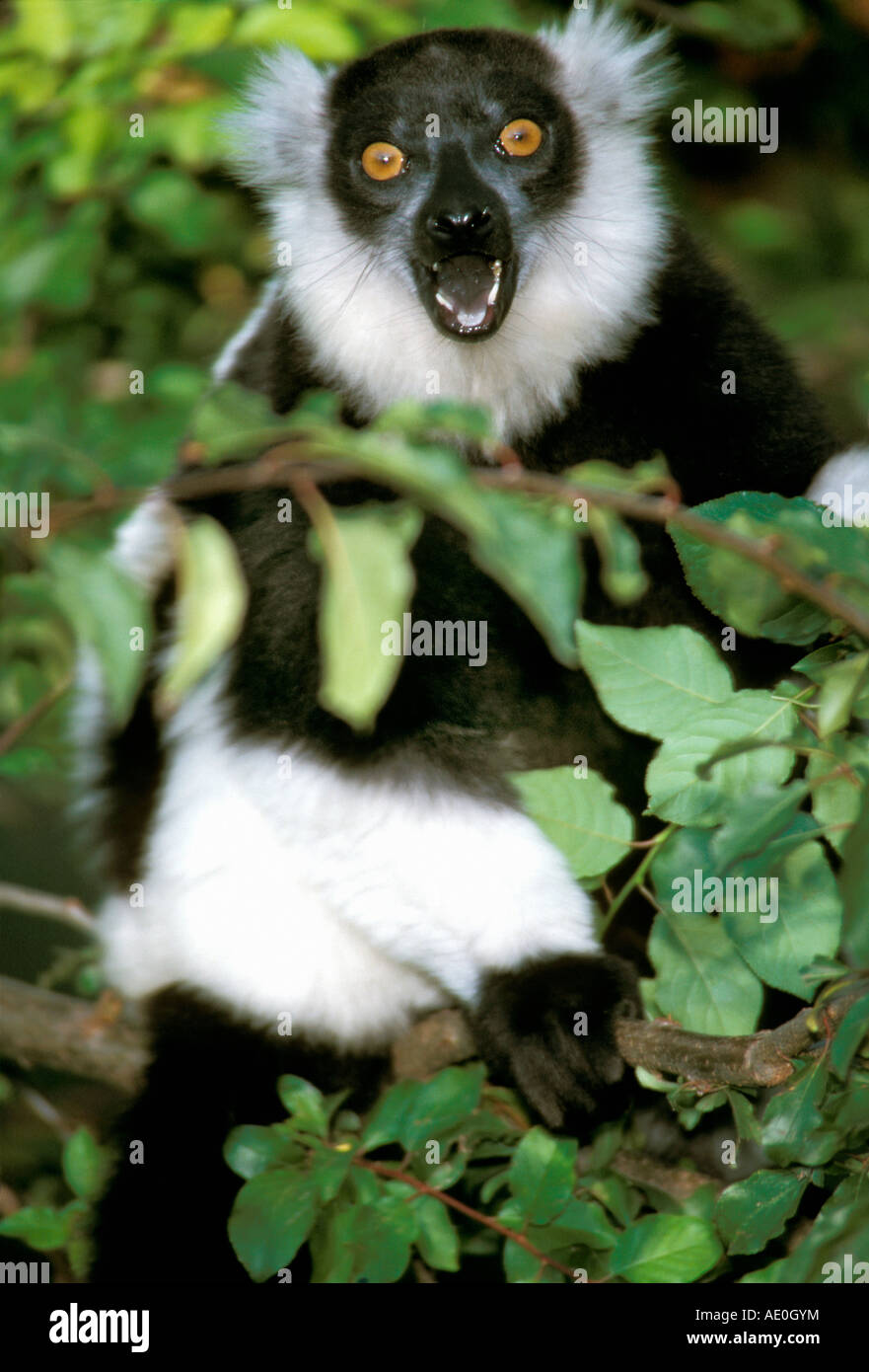 La Gélinotte en noir et blanc Le Varecia variegata variegata Lemur Banque D'Images