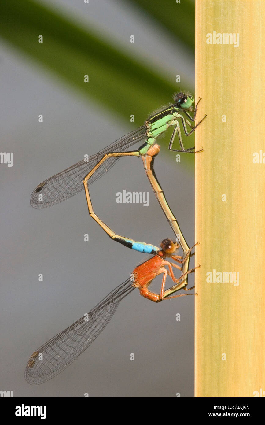 Rambur demoiselle d'Ischnura ramburii s Forktail Yuma Arizona United States 2 avril accouplement mâle et femelle Coenagrionidae Banque D'Images