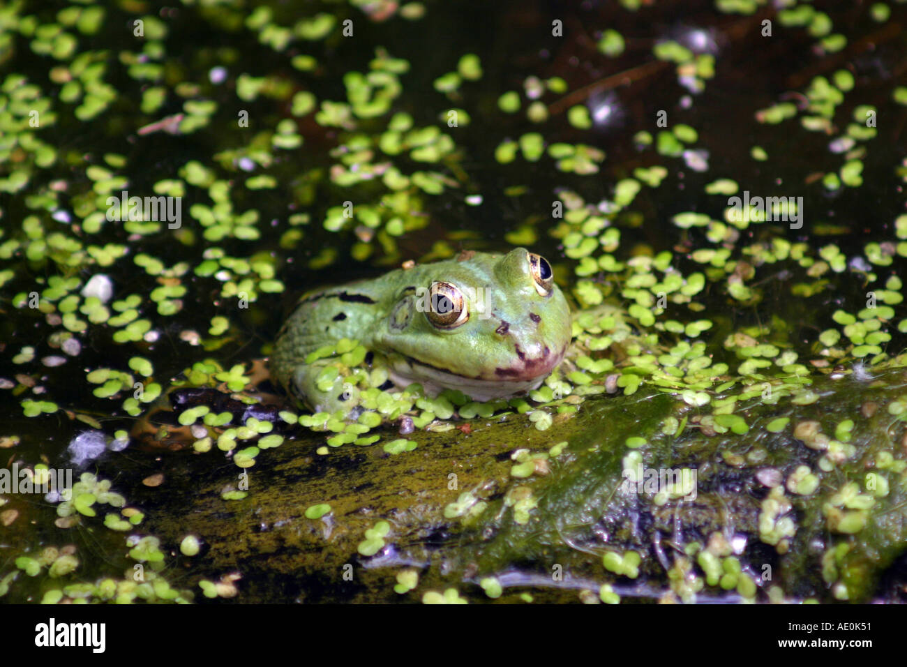 Grenouille des marais Zoo de Budapest Hongrie Banque D'Images