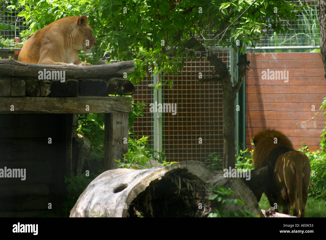 Les Lions au Zoo de Budapest Hongrie Banque D'Images