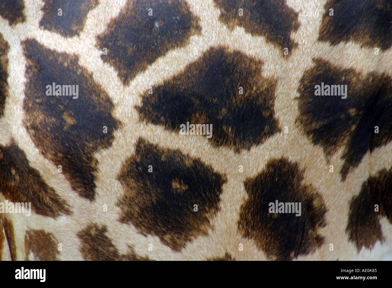 Les patrons girafe Zoo de Budapest Hongrie Banque D'Images