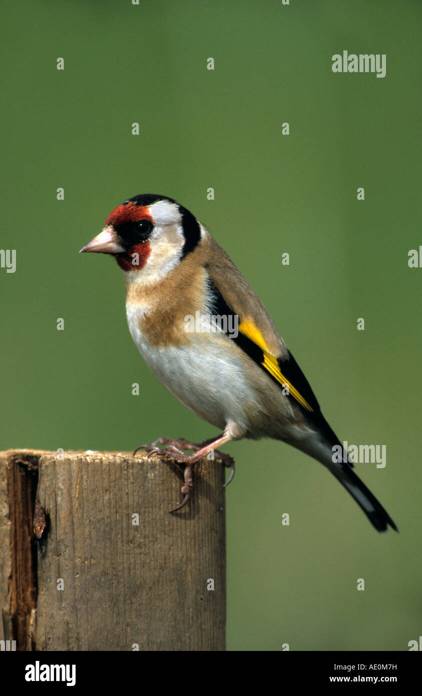 Goldfinch Carduelis carduelis sur un post, Cornwall Banque D'Images