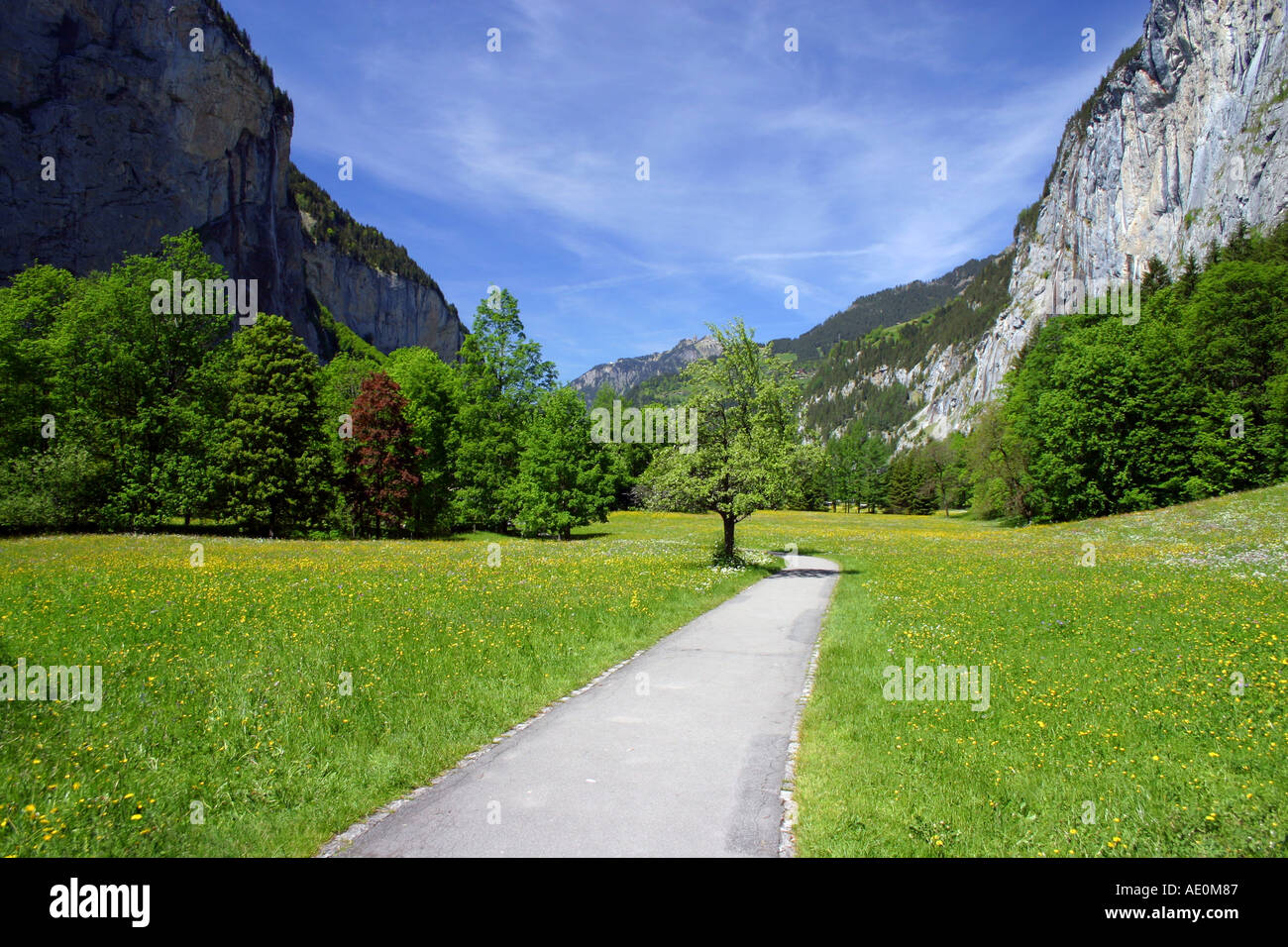 Champ de fleurs alpines Suisse Lauterbrunnen Banque D'Images