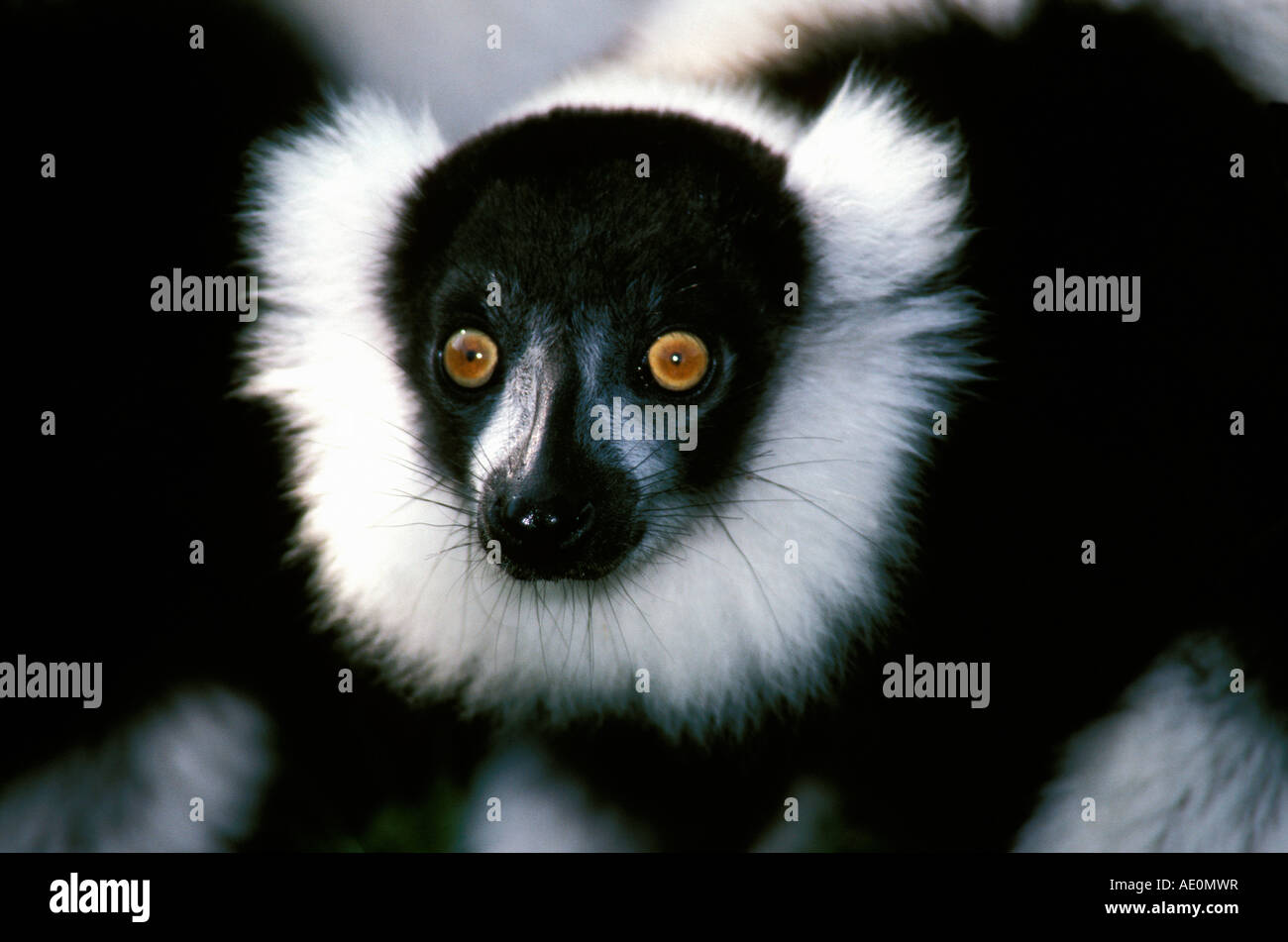 La Gélinotte en noir et blanc Le Varecia variegata variegata Lemur Banque D'Images