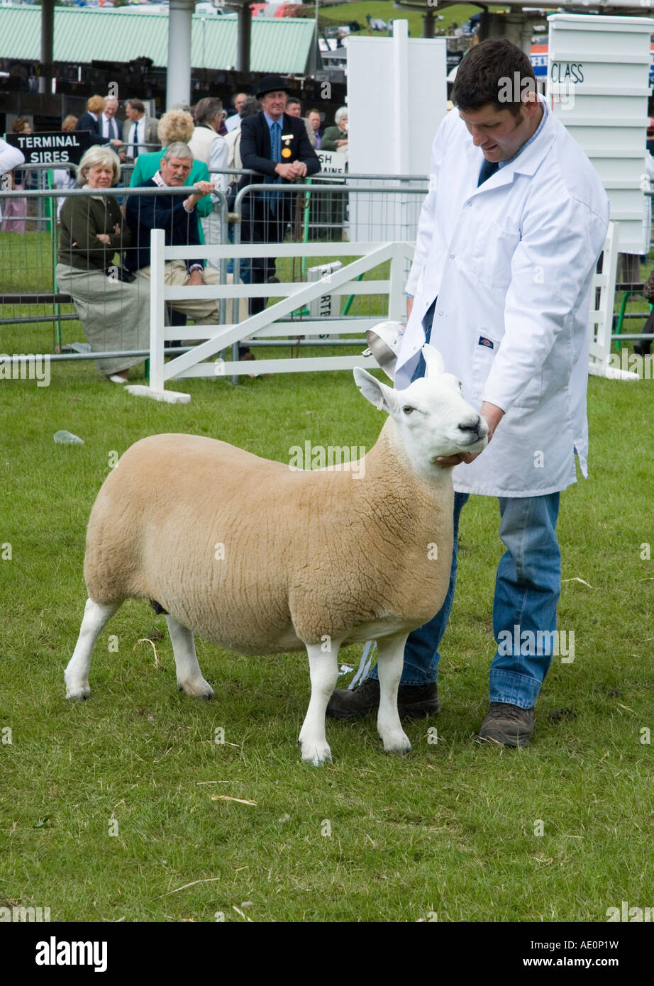 Moutons primés à juger de la bague à la grande exposition du Yorkshire Harrogate Banque D'Images