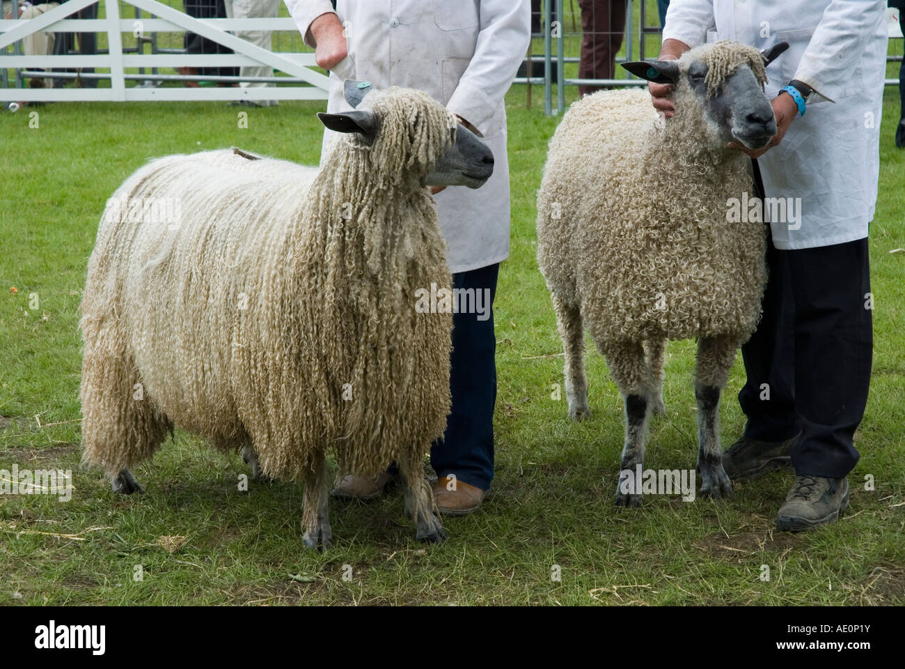 Les moutons à juger de la bague à la grande exposition du Yorkshire Harrogate Banque D'Images