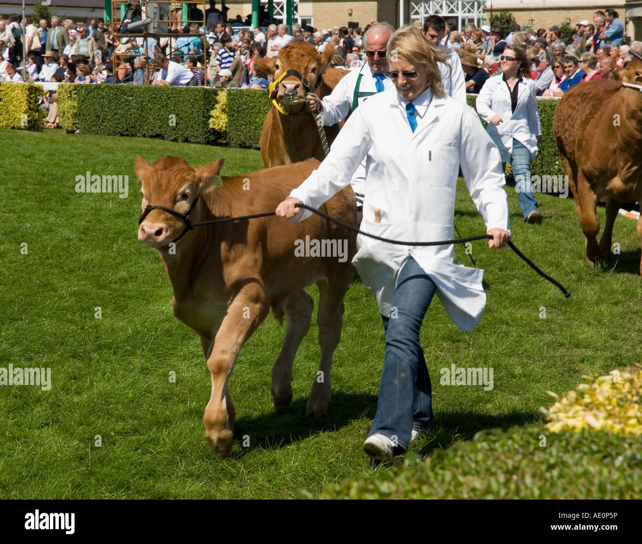 Le Grand Show Yorkshire Harrogate Banque D'Images