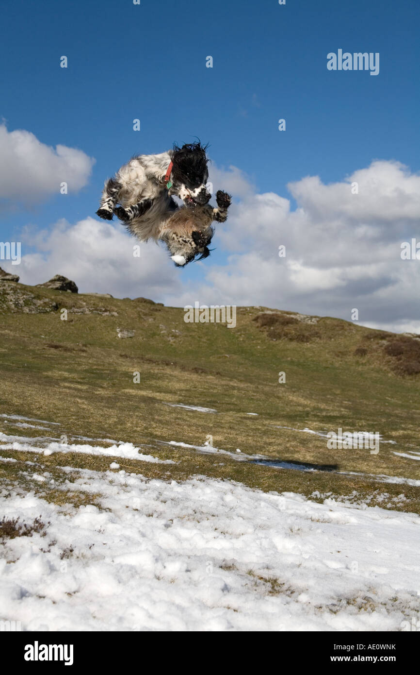 Springer spaniel jouent dans la neige en selle Tor devon dartmoor Banque D'Images