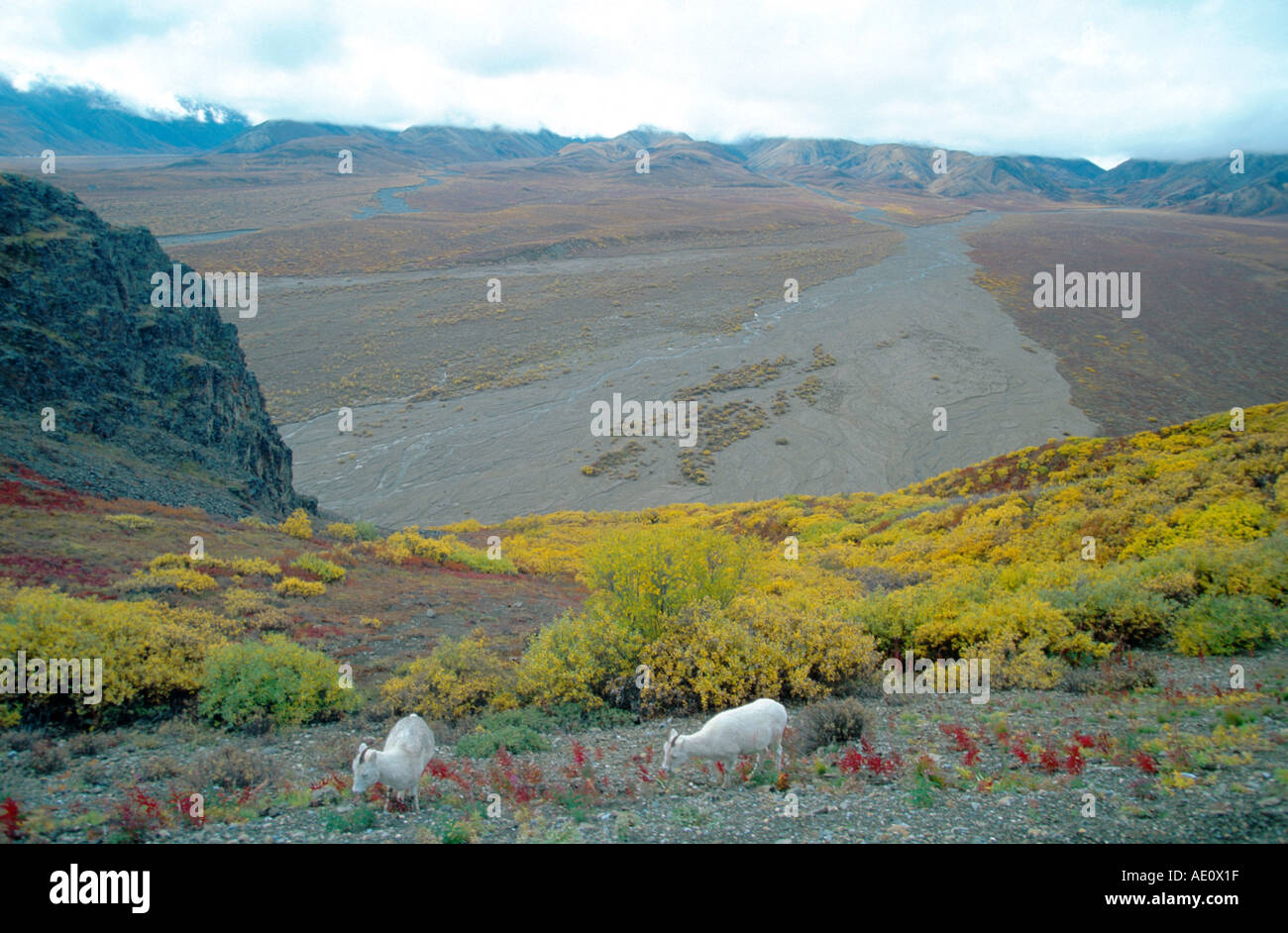 Les mouflons de Dall, mouton blanc (Ovis dalli), la mère avec un jeune, manger, à col polychrome, grand angle, la toundra en couleurs d'automne, Banque D'Images