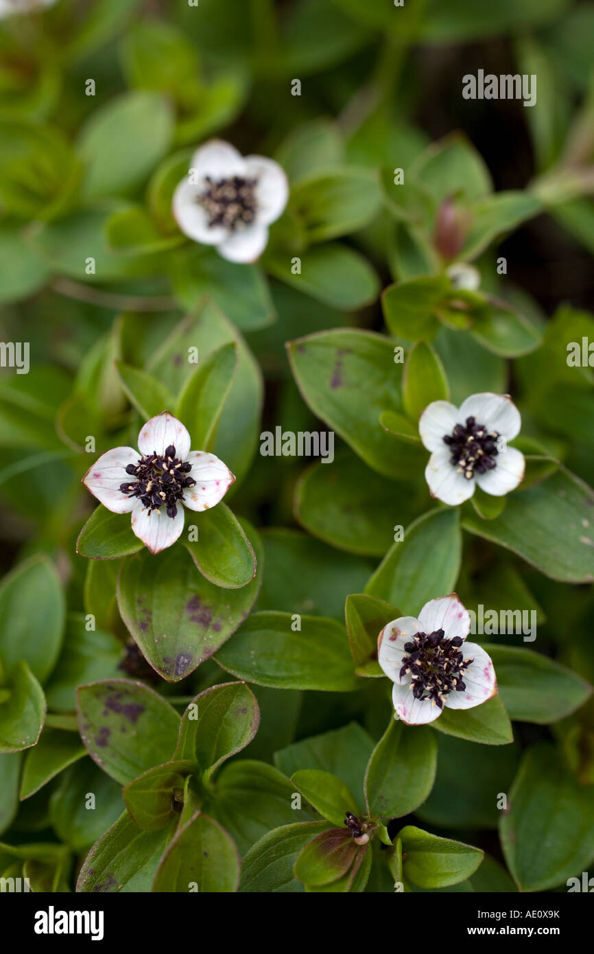 Dwarf cornel Cornus suecica Banque D'Images