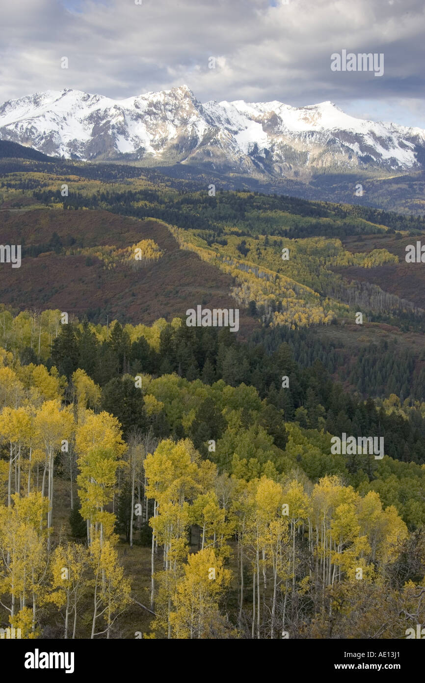 La couleur de l'Automne Couleurs jaune tremble Banque D'Images