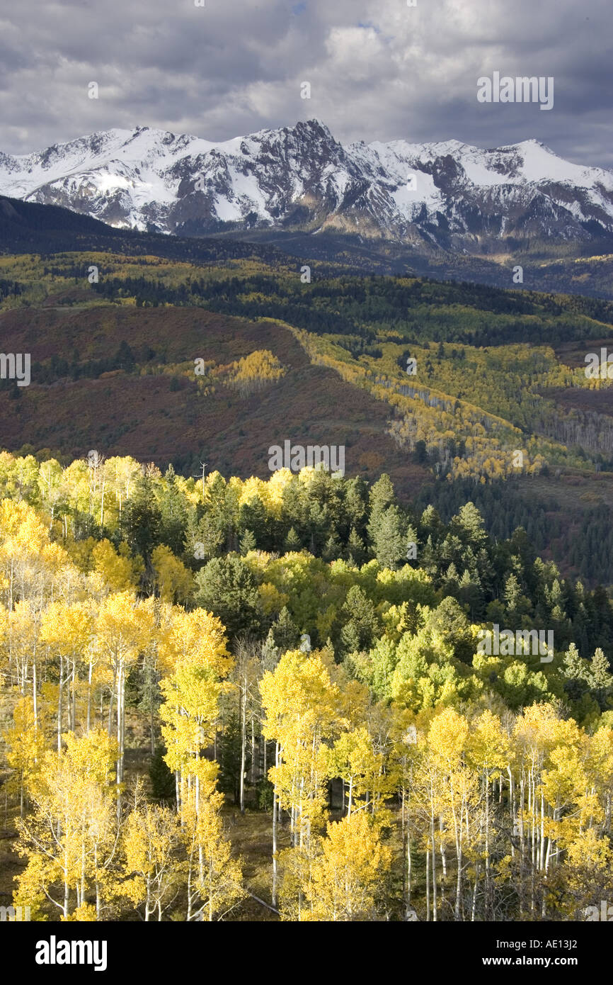 La couleur de l'Automne Couleurs jaune tremble Banque D'Images