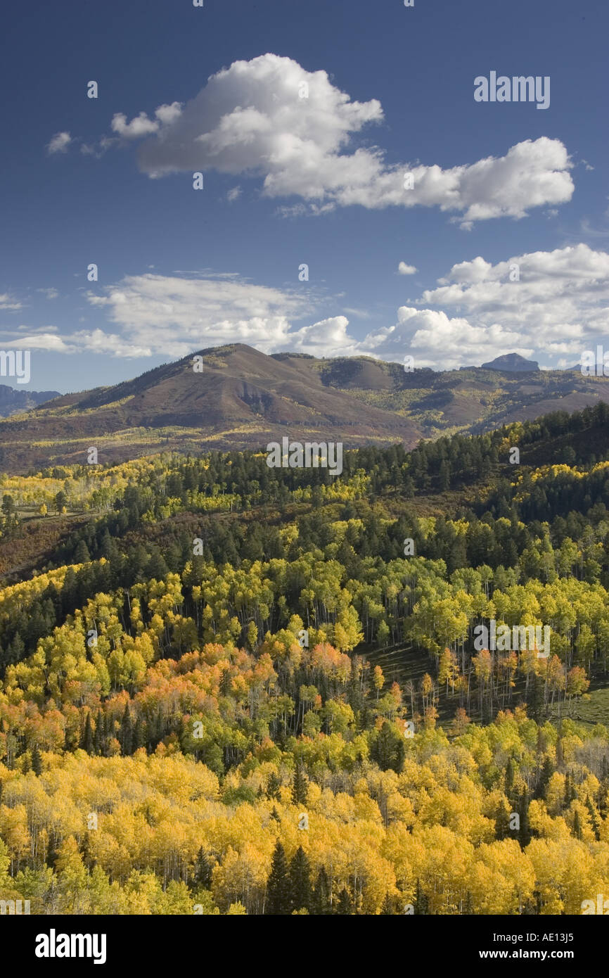 La couleur de l'Automne Couleurs jaune tremble Banque D'Images