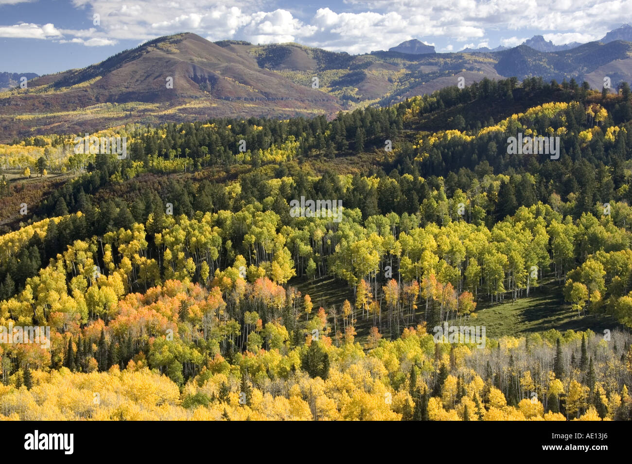 La couleur de l'Automne Couleurs jaune tremble Banque D'Images