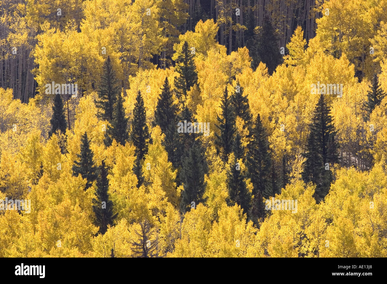 Aspens Banque D'Images