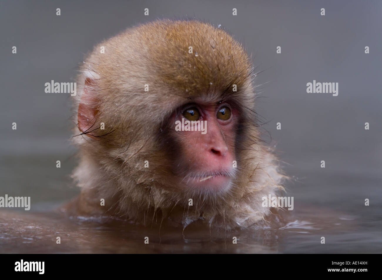 Jeune macaque japonais Macaca fuscata Snow monkey le trempage dans un bain piscine thermale Parc National de Joshin etsu Honshu au Japon Banque D'Images