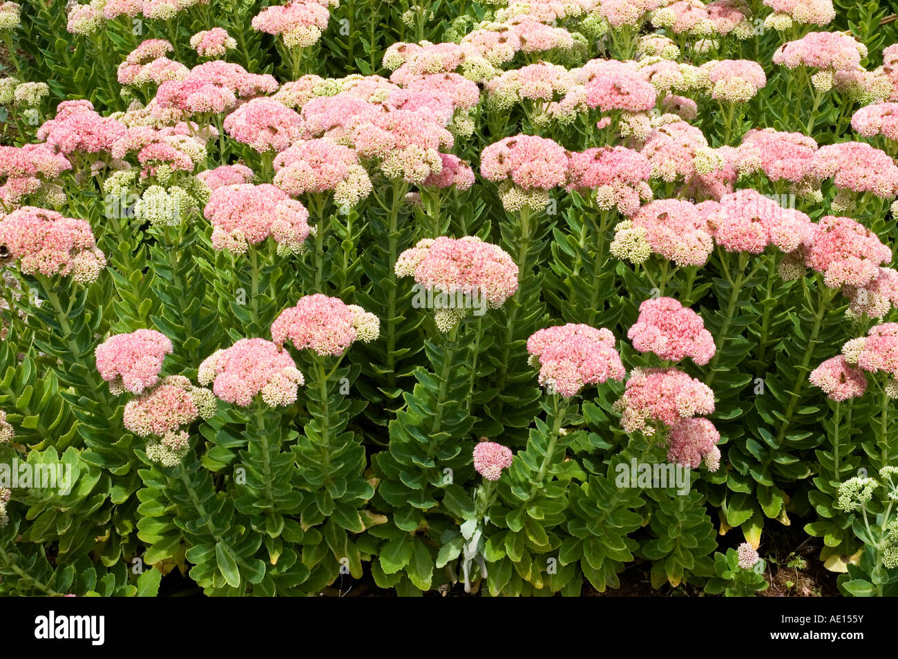 Stock Photo de Sedum spectabile et les abeilles Banque D'Images