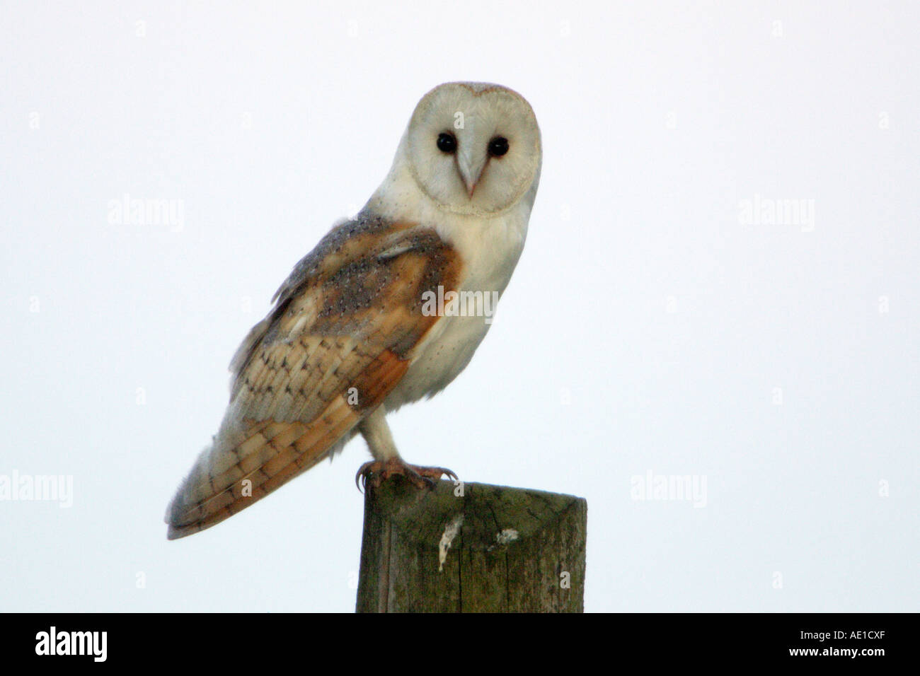 Effraie des clochers Tyto alba Banque D'Images