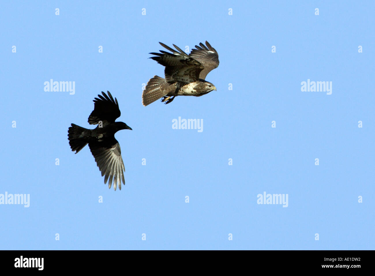 Buzzard Buteo buteo Corneille noire Corvus corone corone Banque D'Images