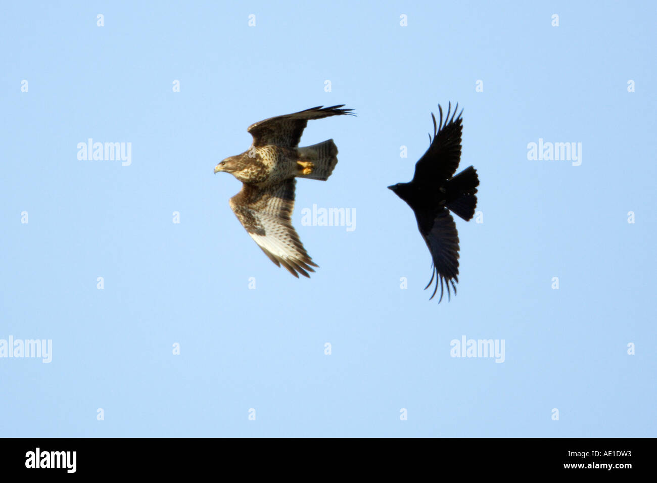 Buzzard Buteo buteo Corneille noire Corvus corone corone Banque D'Images