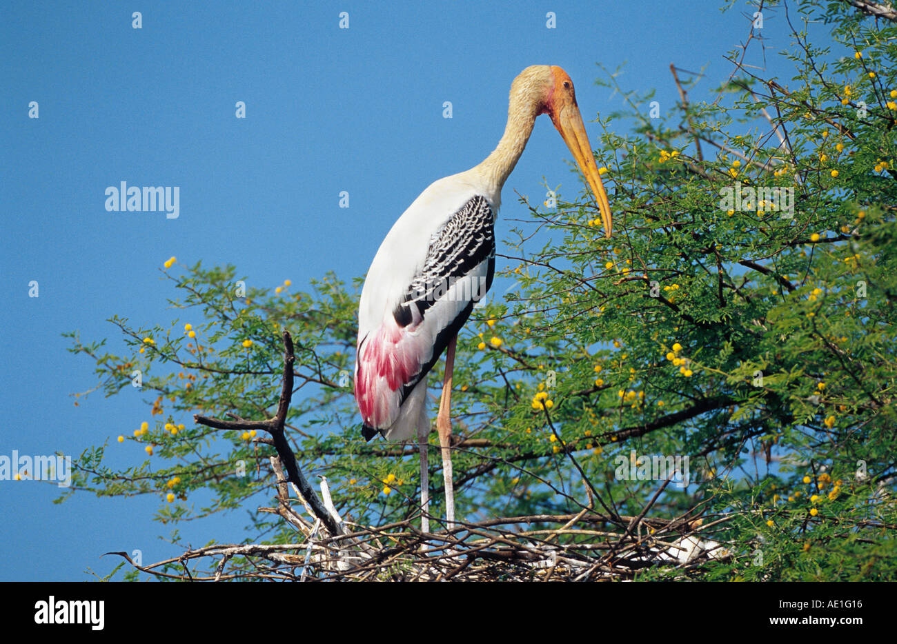 Stork (Mycteria leucocephala peint, Ibis leucocephalus), oiseau seul, debout sur le nid, l'Inde, Rajasthan, Keoladeo-Ghana Banque D'Images