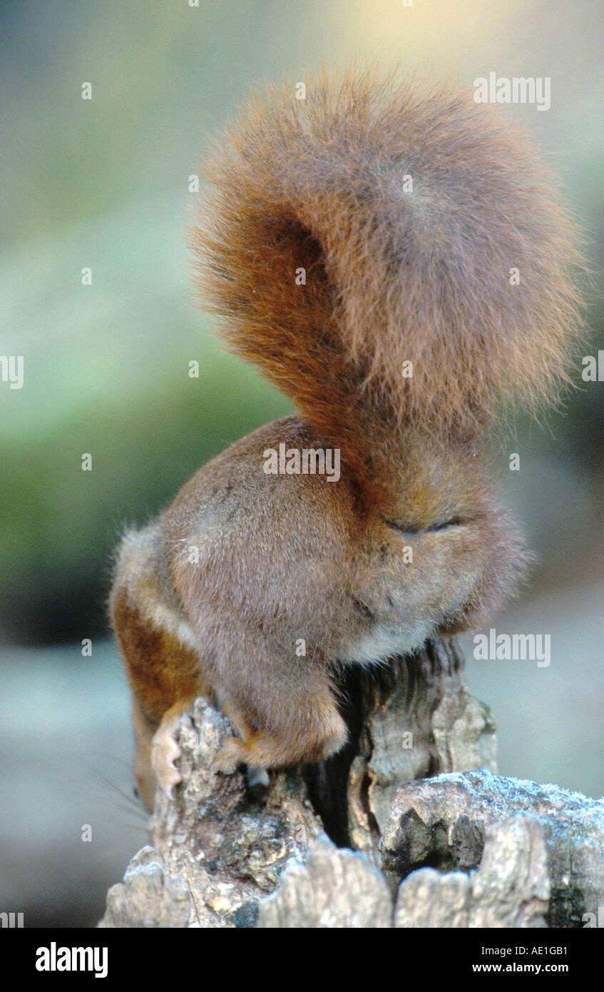 L'écureuil roux européen eurasien, l'écureuil roux (Sciurus vulgaris), queue, Allemagne, Vallée du Haut-Rhin moyen, Rhens Banque D'Images