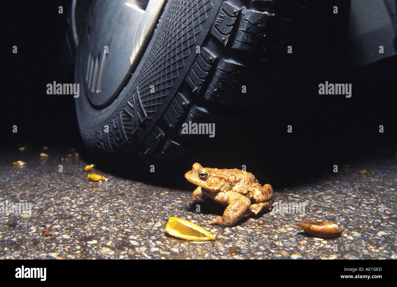 European crapaud commun (Bufo bufo), n/d'une roue, la migration des amphibiens Banque D'Images