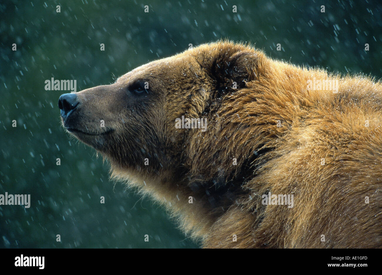 Ours brun (Ursus arctos), portrait, dans la neige, Wyoming, USA Banque D'Images