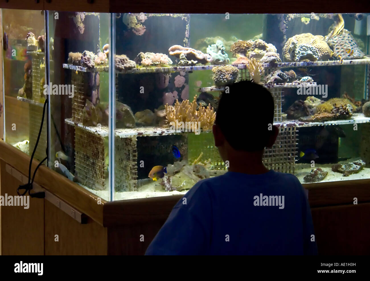 Une silhouette d'hispanic boy les yeux dans un aquarium de récif dans un magasin pour animaux de compagnie dans l'Utah, USA. Banque D'Images