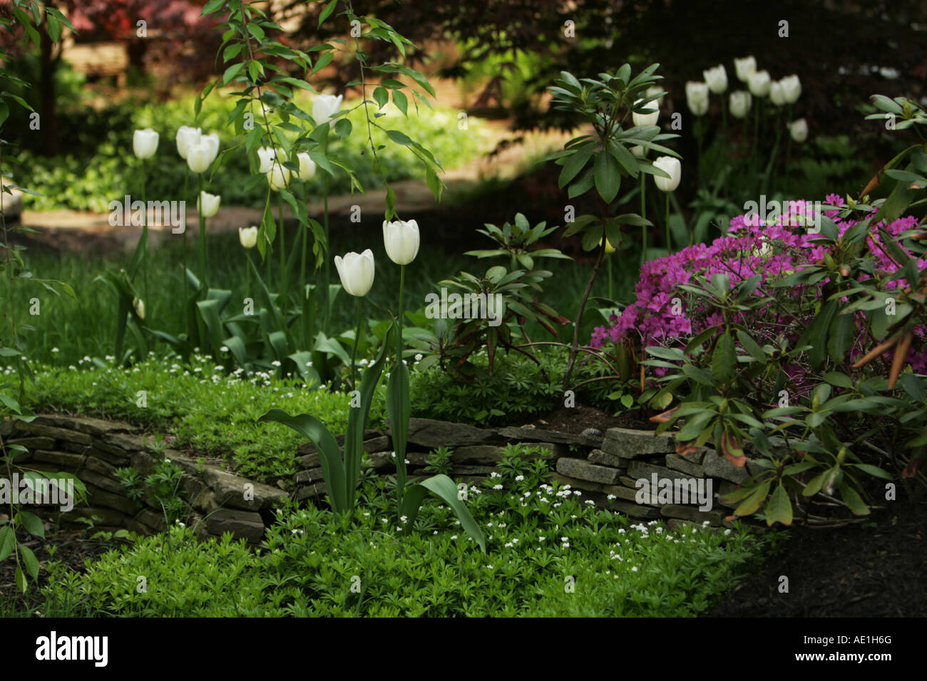 Jardin de fleurs de printemps tulipes blanches, azalées et sweet woodruff Banque D'Images