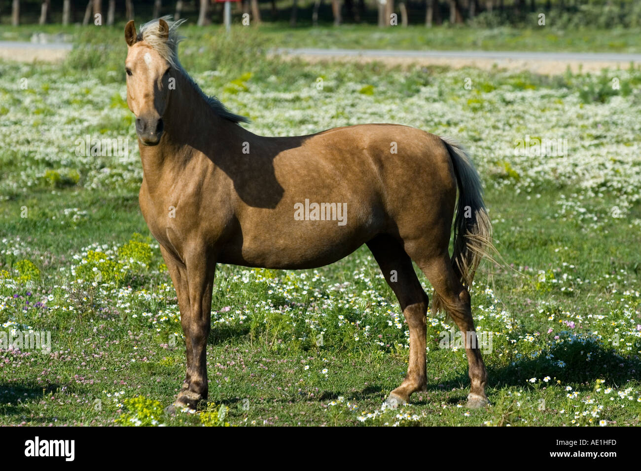 Beau cheval Power Banque D'Images