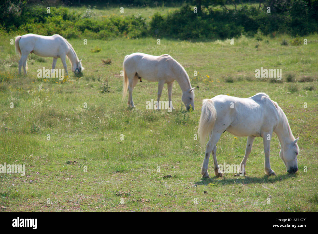 Chevaux blancs dans un champ dans le Languedoc Roussillon, le sud de la France Banque D'Images