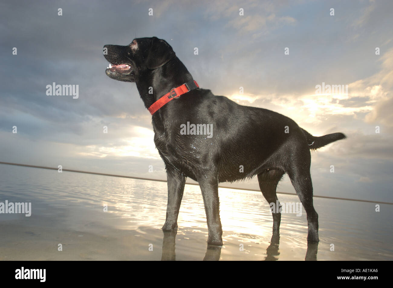 Passeport pour animaux chien chien de sauvetage tourné sur la plage Banque D'Images