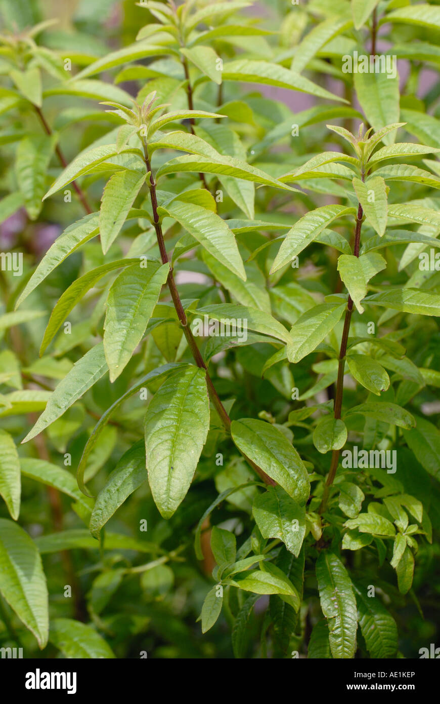 La Verveine Aloysia triphylla Banque D'Images