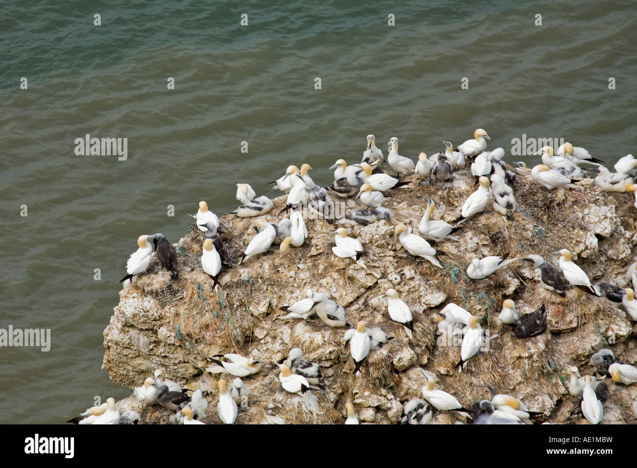 Une colonie de fous de Bassan nicheurs sur un grand rocher à Bempton Cliffs Yorkshire Coast Banque D'Images